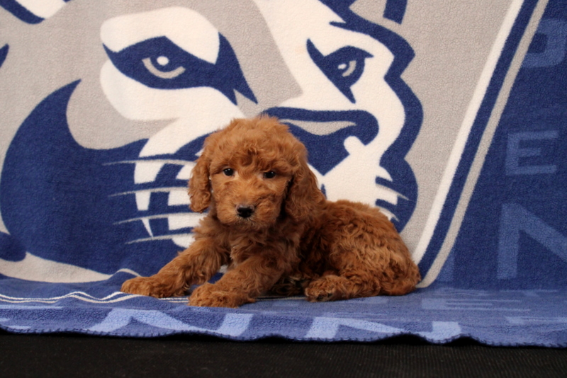 puppy, for, sale, Mini Goldendoodle F1B, Matthew B. Stoltzfus, dog, breeder, Gap, PA, dog-breeder, puppy-for-sale, forsale, nearby, find, puppyfind, locator, puppylocator, aca